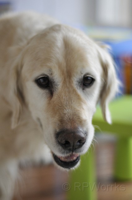 Jimmy10Bday -03-29-2009-046.JPG - (C)RPWorks-Goldman